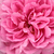 Roza - Angleška vrtnica - Ausbord